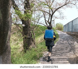 A first-grade boy walking on a cherry blossom-lined path. It's his first journey home after the entrance ceremony.
