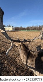First-person perspective looking over the back and large palmate antlers of a fallow deer towards a yellow estate building in the distance.