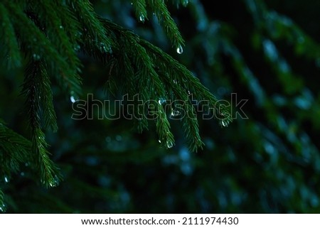 Fir-tree branches with water drops after rain. Dark nature background.