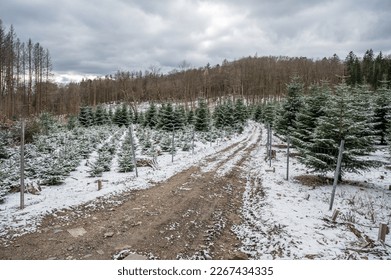 fir-tree christmas tree pinetree plantage with young and grown trees, agricultural path, during winter with snow, landscape