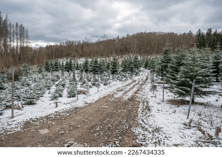 fir-tree christmas tree pinetree plantage with young and grown trees, agricultural path, during winter with snow, landscape