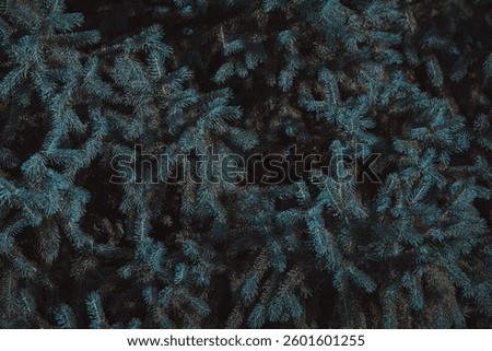 Firtree close-up, dark texture or background