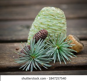The fir-tree cones with branches