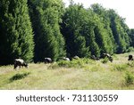 fir-trees