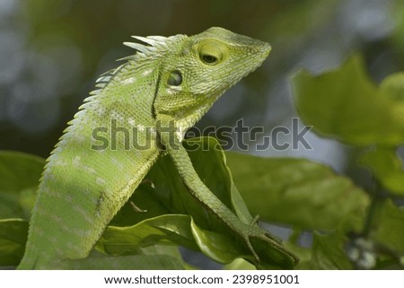 Fischer Chameleon (Kinyongia fischeri) on tree with green bokeh background
