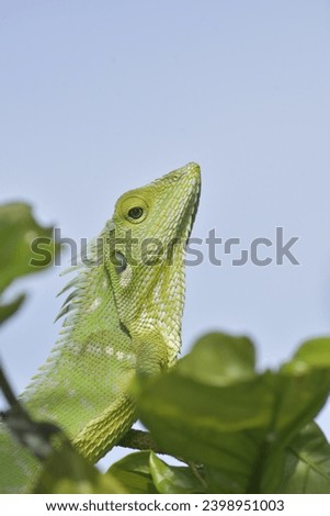 Fischer Chameleon (Kinyongia fischeri) on tree with blue bokeh background