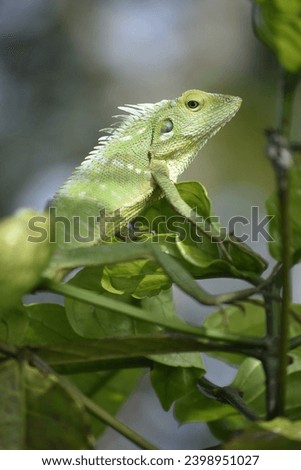 Fischer Chameleon (Kinyongia fischeri) on tree with green bokeh background