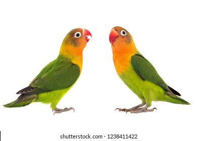  fischeri lovebird parrot on a white background - Shutterstock ID 1238411422