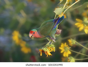 Fischer's Lovebird (agapornis fischeri)