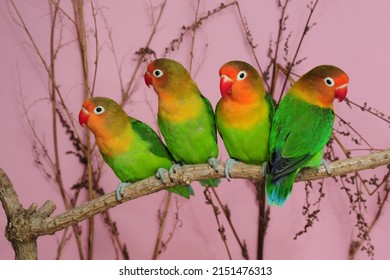 Fischers Lovebird (Agapornis Fischeri) In The Aviary.