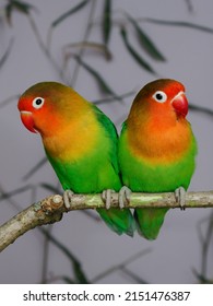 Fischers Lovebird (Agapornis Fischeri) In The Aviary.