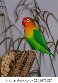 Fischers Lovebird (Agapornis Fischeri) In The Aviary.