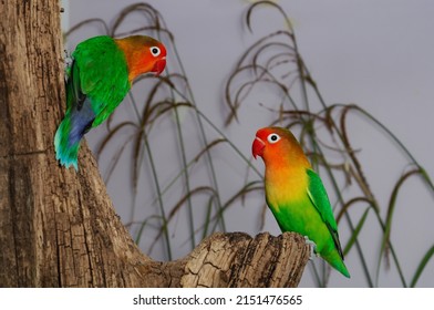 Fischers Lovebird (Agapornis Fischeri) In The Aviary.