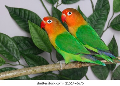 Fischers Lovebird (Agapornis Fischeri) In The Aviary.