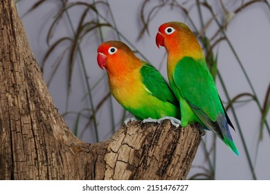 Fischers Lovebird (Agapornis Fischeri) In The Aviary.