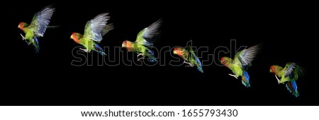 Fischer's Lovebird, agapornis fischeri, in flight, Movement Sequence  