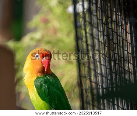 Fischer's lovebird in front of the cage