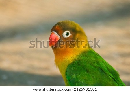Fischer's lovebird is a small parrot species of the genus Agapornis