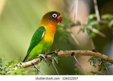 Parrots in Kenya
