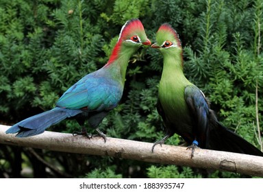 Fischer's turaco (Tauraco fischeri); pair in aviary