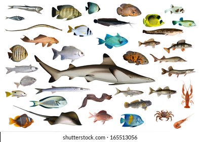 3,682 Shark and small fish Images, Stock Photos & Vectors | Shutterstock