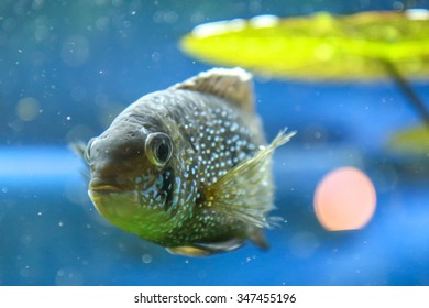 Fish