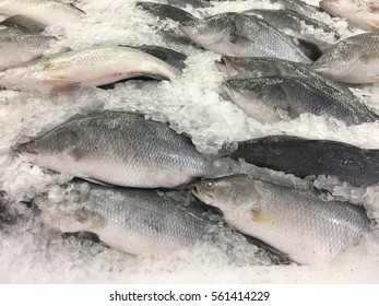 Fish Stock Photo 561414229 | Shutterstock