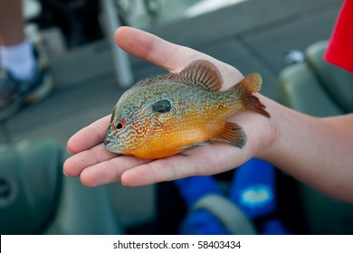 fish