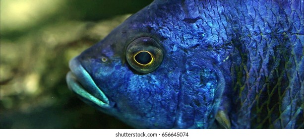 fish