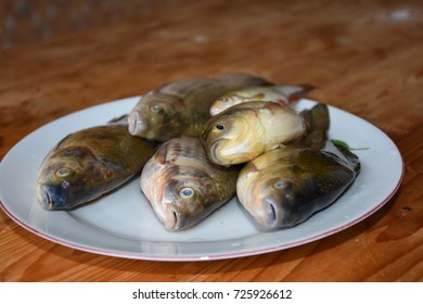 fish,