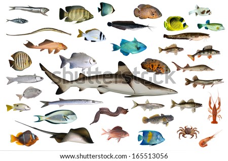 fish
