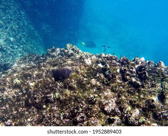 Fish Above A Barnacle Covered Rock Underwater At Punta Cormorant, Floreana Island, Galapagos, Ecuador