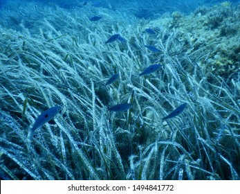 Fish Above Mediterranean Tapeweed In Adriatic Sea