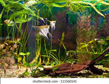 Fish Angelfish In A Tropical Fish Tank With Many Plants