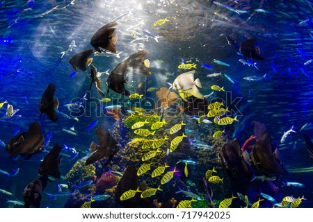 Similar – Image, Stock Photo fisheye Green Buoy Ocean