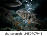 Fish in aquarium.  The hampala barb (Hampala macrolepidota) is a relatively large southeast Asian species of cyprinid from the Mekong and Chao Phraya basins.