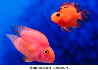 
Fish In The Aquarium At Home