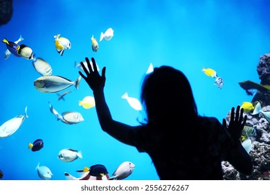 Fish in aquarium. Oceanarium. Ocean fish in the aquarium. Nature protection concept. Fish underwater in the aquarium