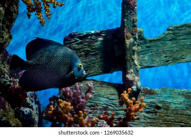 Fish In In The Aquarium At Siam Ocean World (Paragon) In Thailand