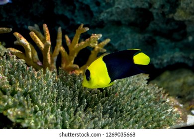 Fish In The Aquarium At Siam Ocean World (Paragon) In Thailand