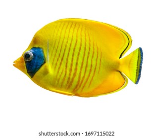 Fish Aquarium Tropical Yellow isolated on white. dicut save in jpg file Clipping paths.