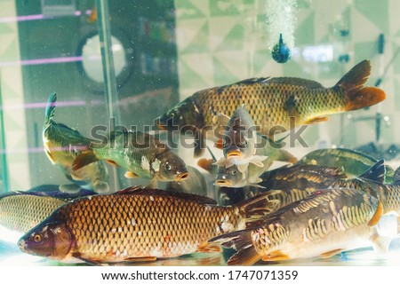 The fish in the aquarium.A group of live carp on sale in a supermarket.Selective focus
