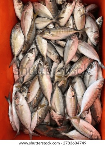 Fish arranged in an orange container showcasing a local catch of fresh seafood for culinary use