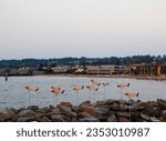 Fish art installation at the Edmonds Marina in Edmonds, Washington, at dusk.