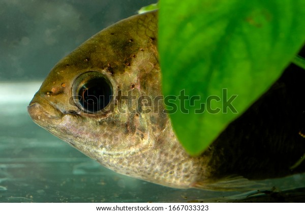 Fish malay perch in Freshwater fish