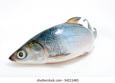 Fish (Asian Sea Bass Isolated On White)