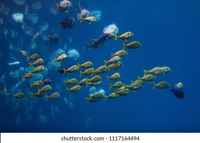 Fish In Atlanta Aquarium