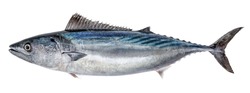 Fisch-Atlantische Bonito Einzeln Auf Weißem Hintergrund (Sarda Sarda)