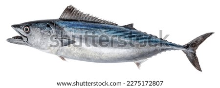 Fish Atlantic bonito, with open mouth. Isolated on white background