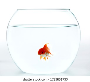 Fish Background Glass Animal Gold Stock Photo 1723851772 